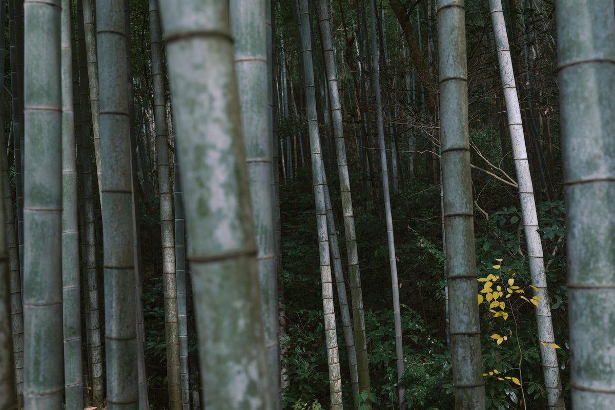 Encountering the Beauty of Intangible Cultural Heritage — Jiangnan Craftsmanship Through a 35mm Perspective