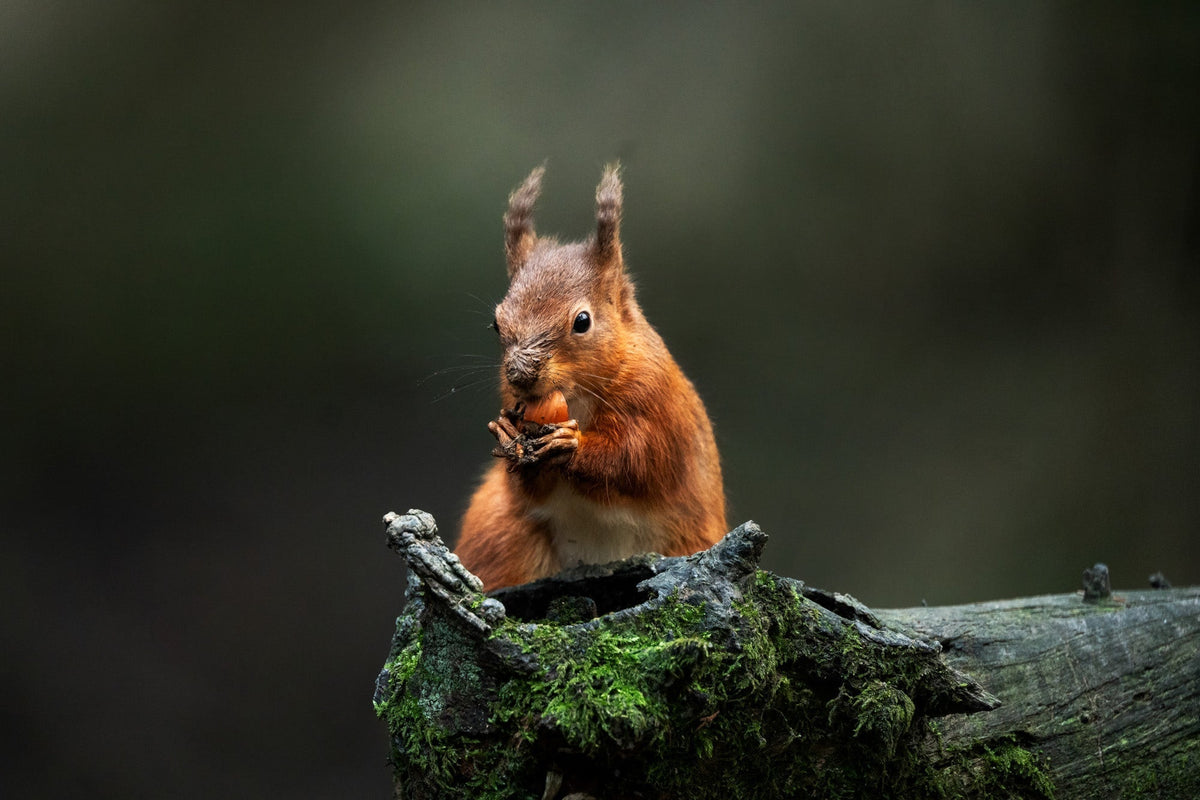 Capturing Nature's Quiet Moments