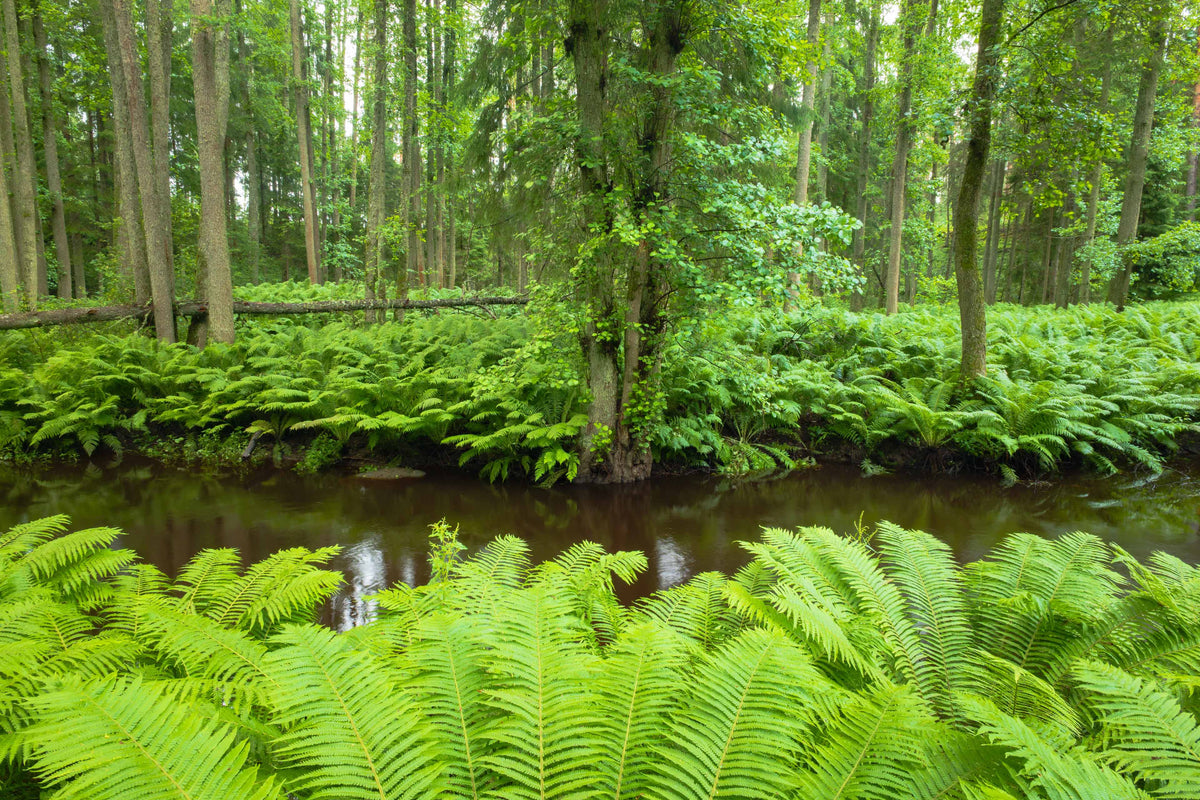 Wandering in the green wonderland