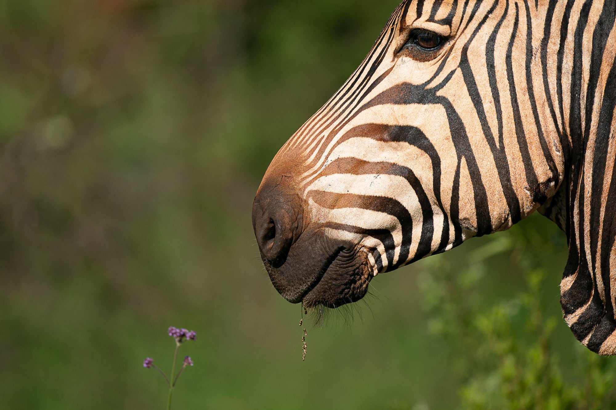 Two days with the SIGMA 500mm F5.6 DG DN OS | Sports