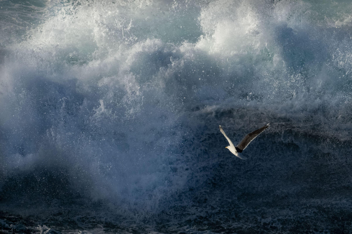 CAPTURING THE WILD SYMPHONY
