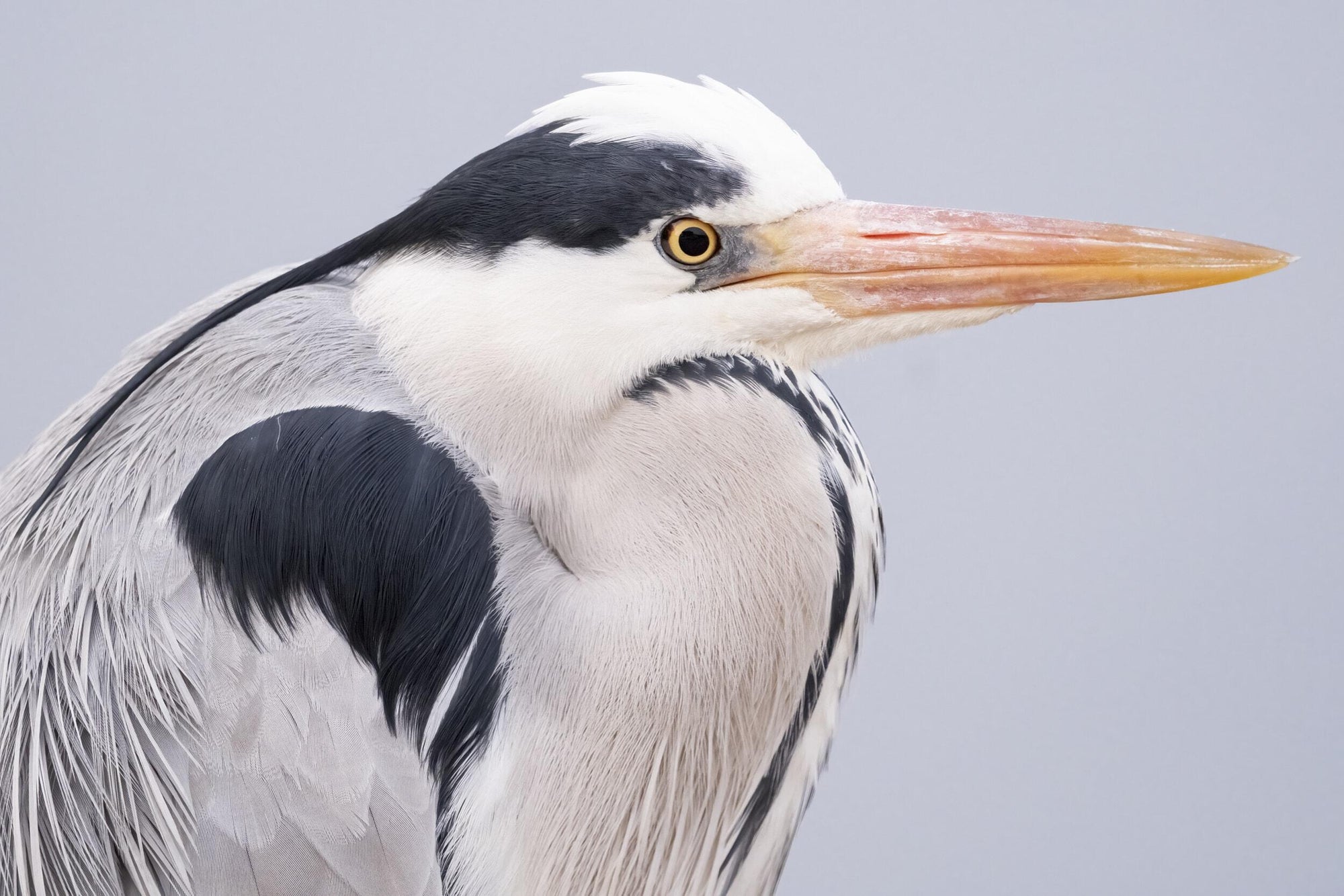 Full width image