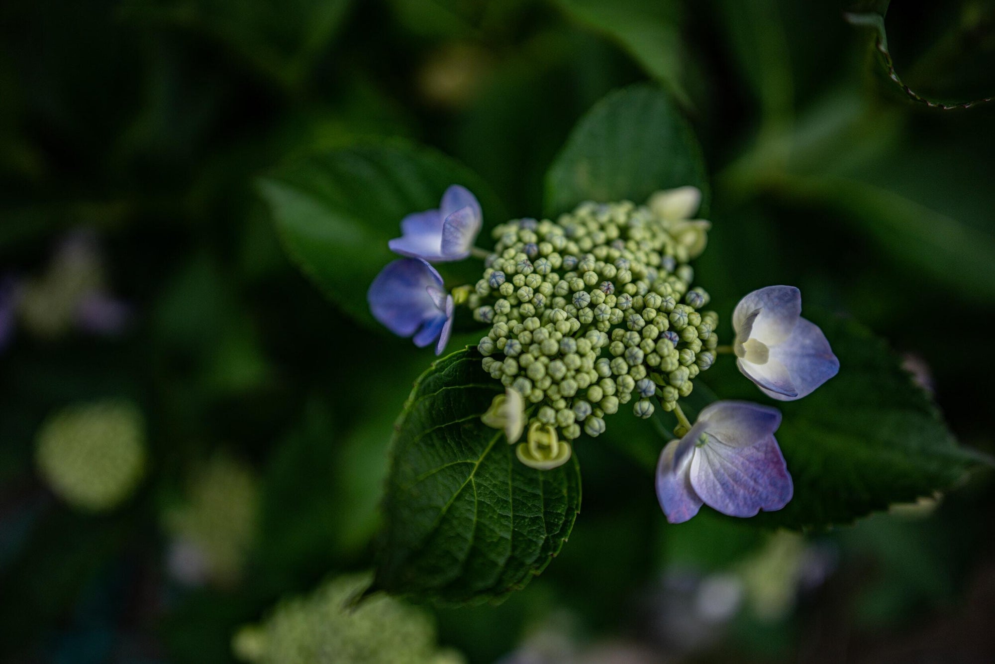 Slideshow image 1
