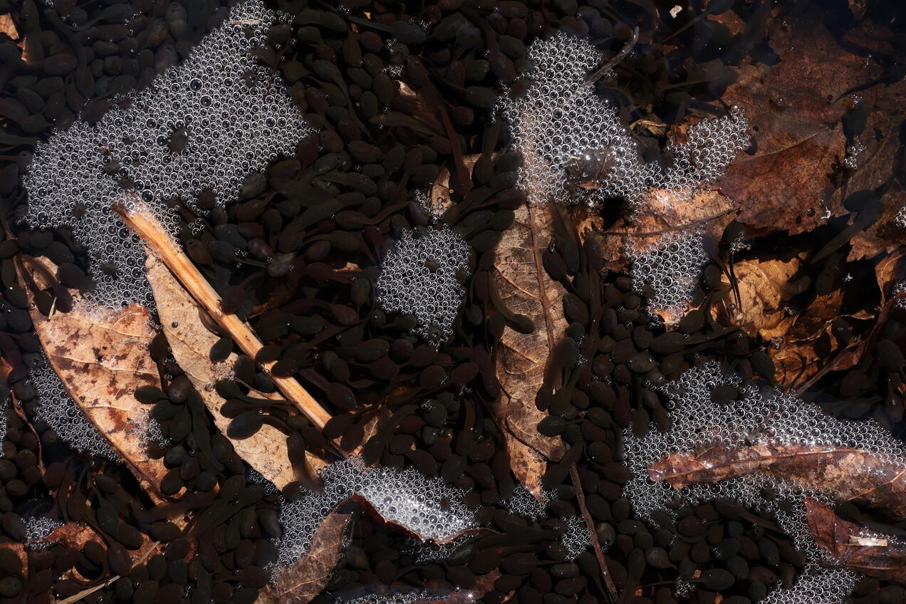 Slideshow image 6