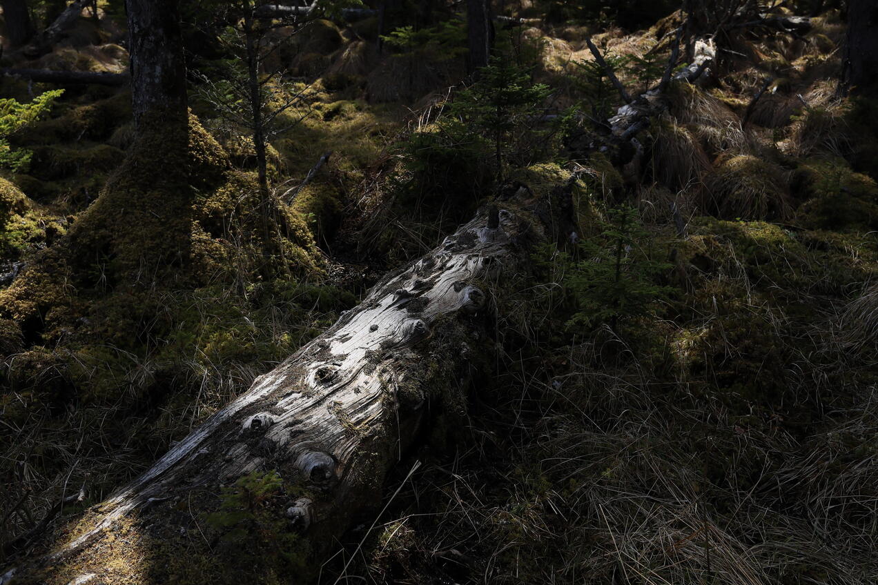 Slideshow image 5