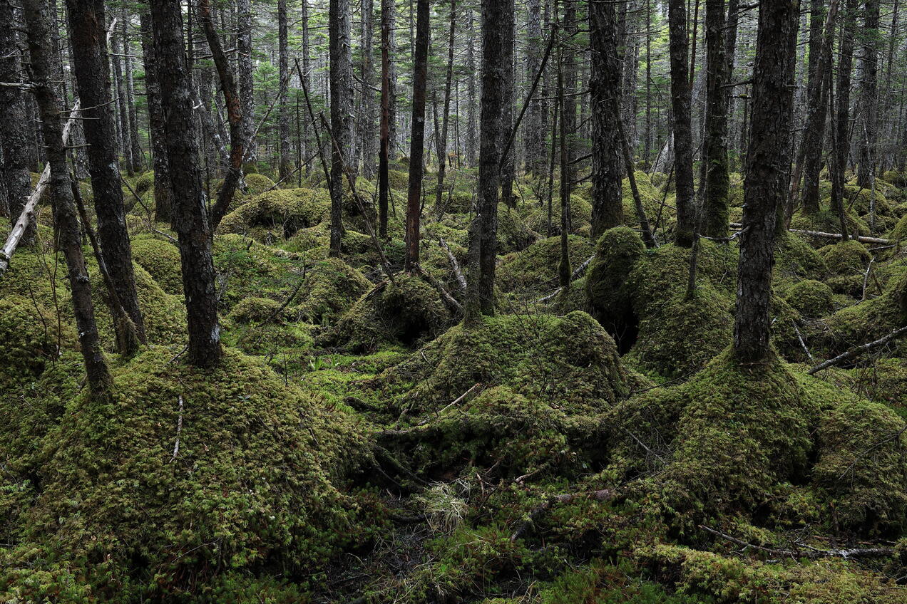 Full width image
