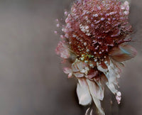 Abstract floral portrait featuring layered pink, burgundy, and white petals against a muted gray background.