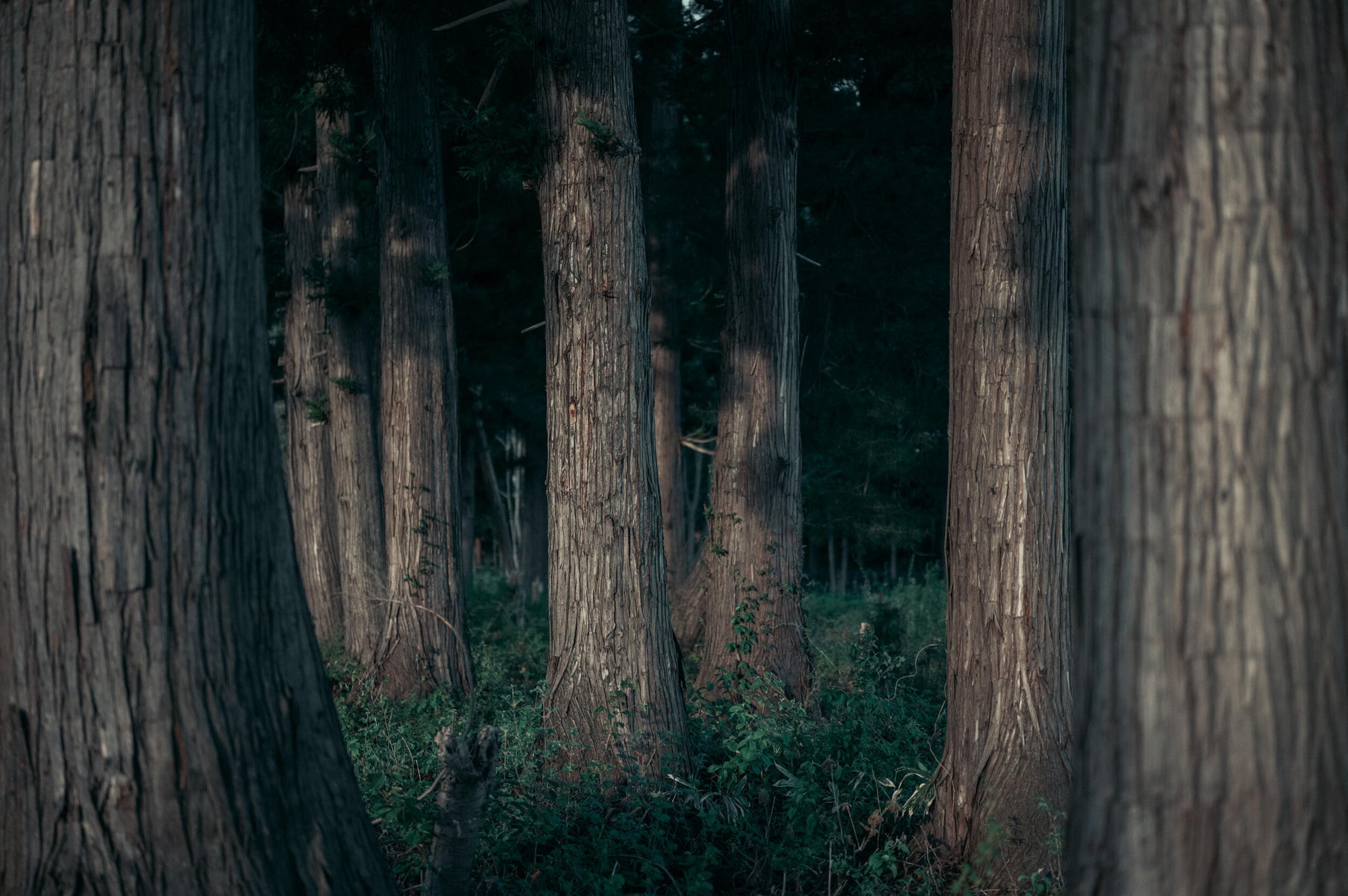 First Image