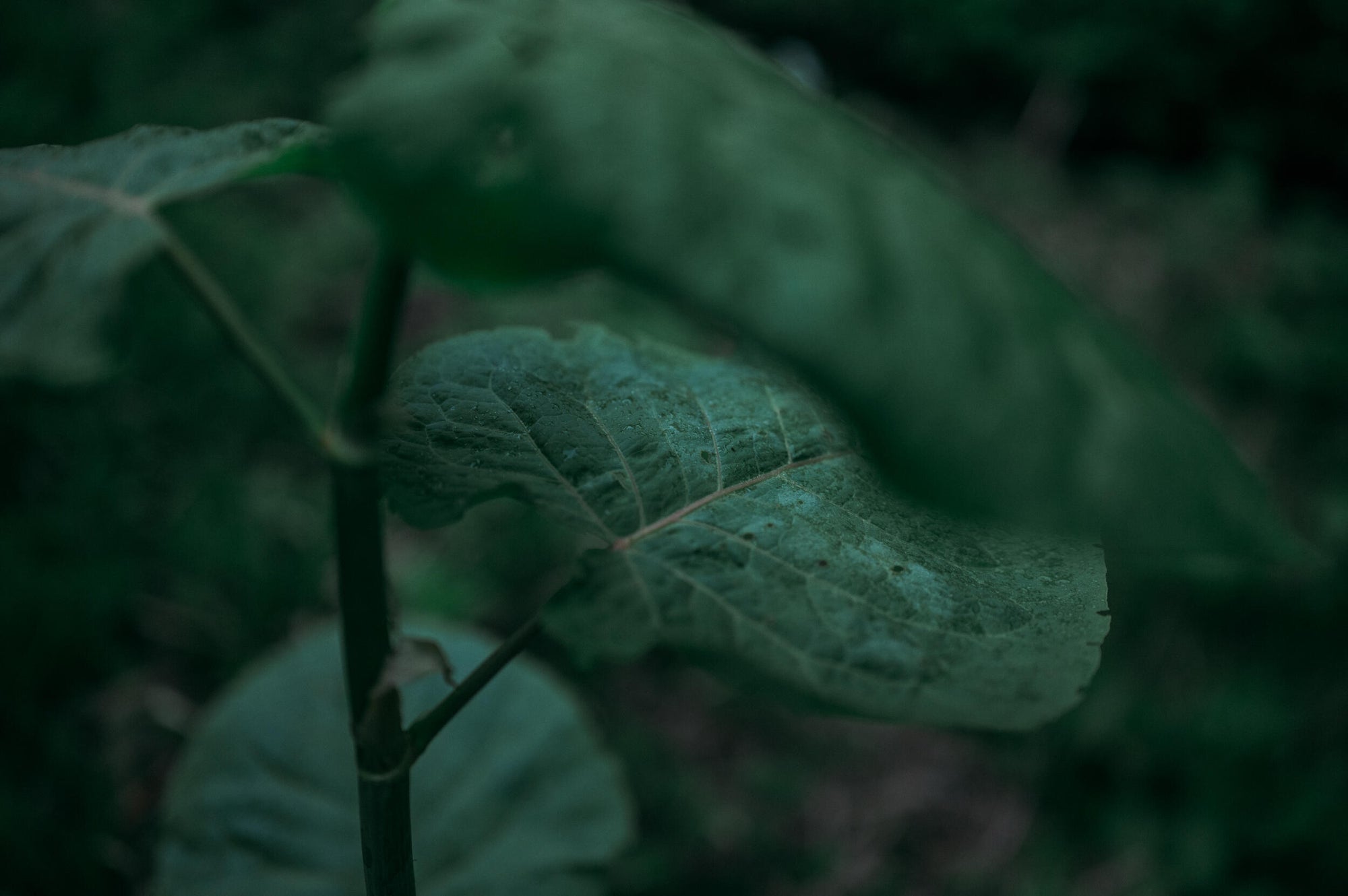 Slideshow image 7