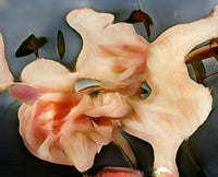 Abstract pale pink flower with broad flowing petals, coral-red details, and dark botanical forms against a blue-gray background.
