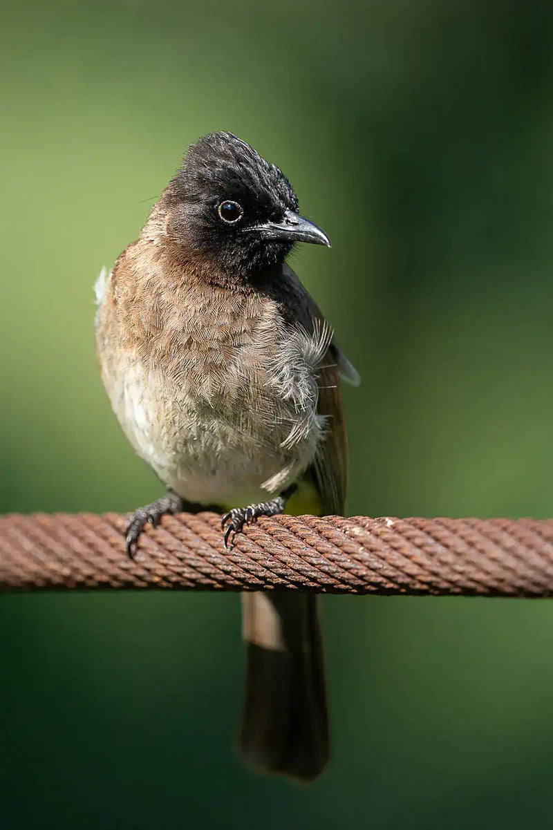 Centered Image