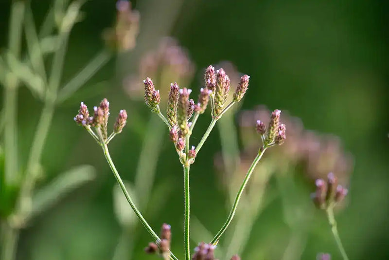 Centered Image