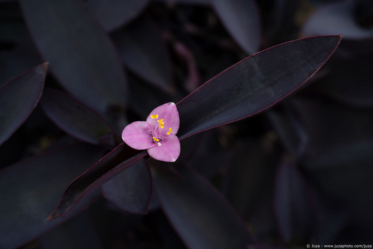 Full width image