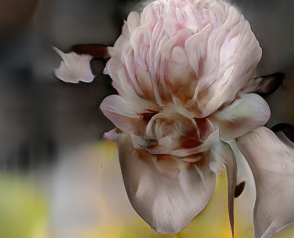 Pale pink, imaginary flower with softly layered petals and dark elongated forms against a blurred background.