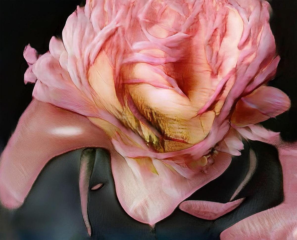 Close-up abstract composition of a large pink flower with soft, layered petals and warm golden tones against a dark background.”