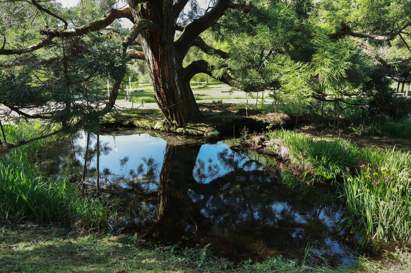 Centered Image