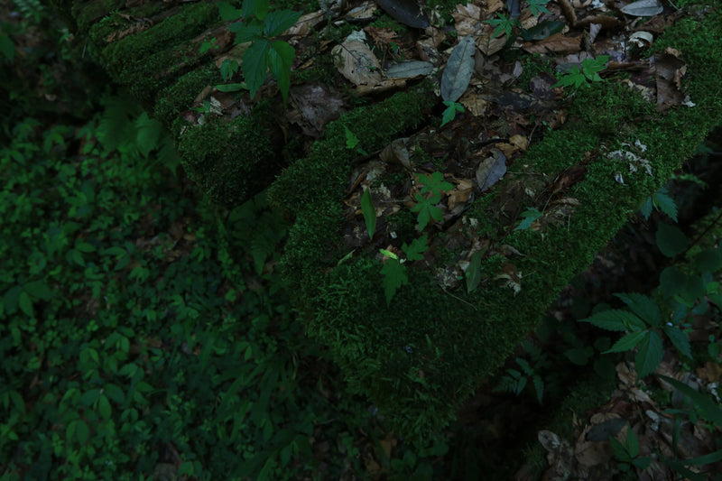 Centered Image