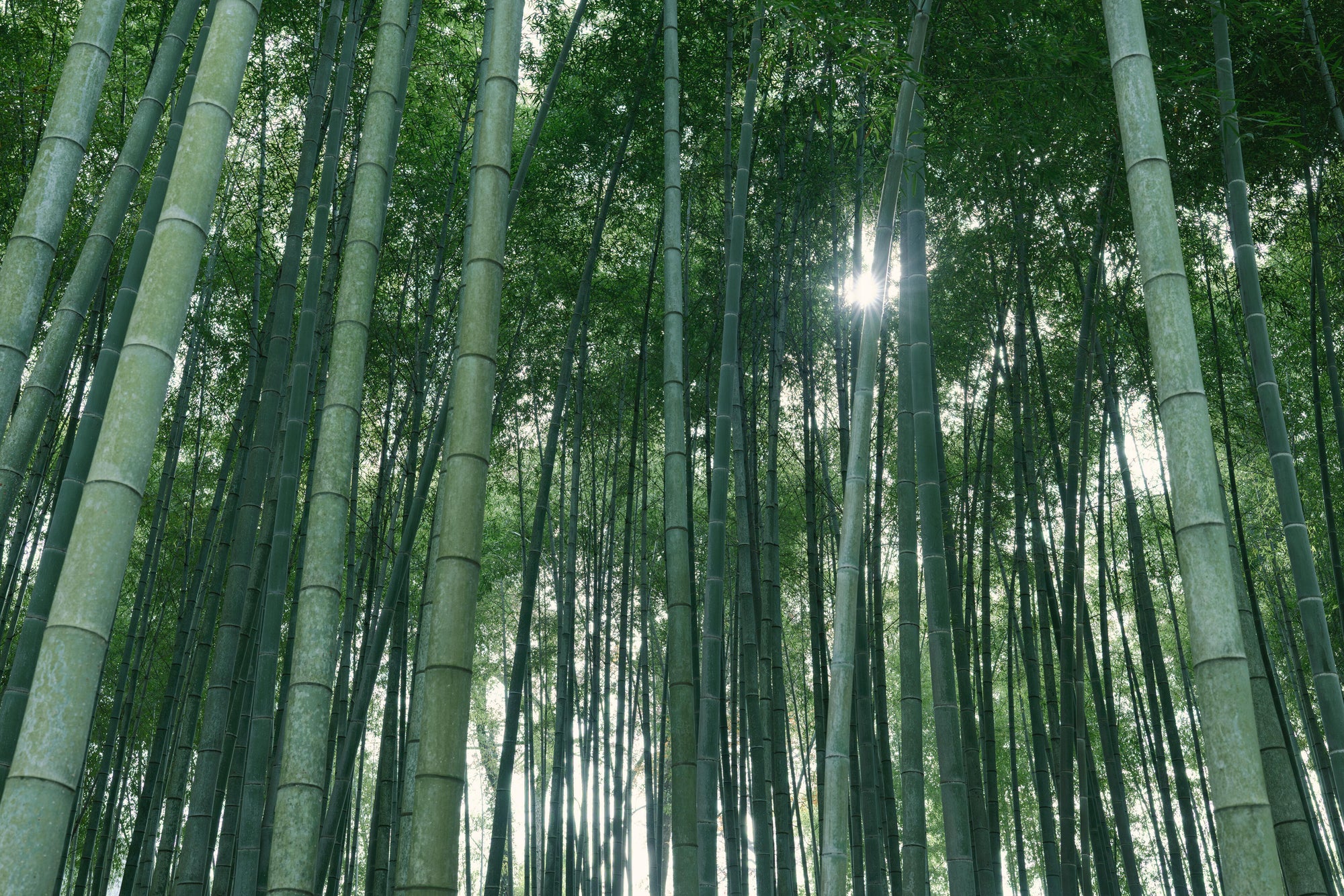 Full width image