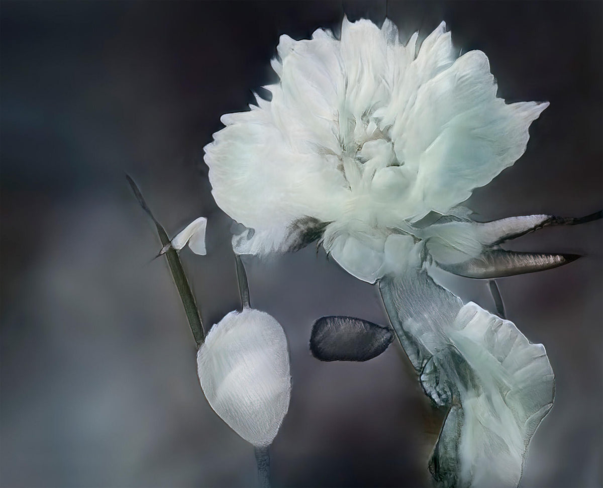 Ethereal white flower with soft, feathery petals and floating botanical forms against a dark blurred background.