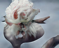 Surreal white and blush-pink flower with sculptural petals and dark elongated forms against a pale blue-gray background.