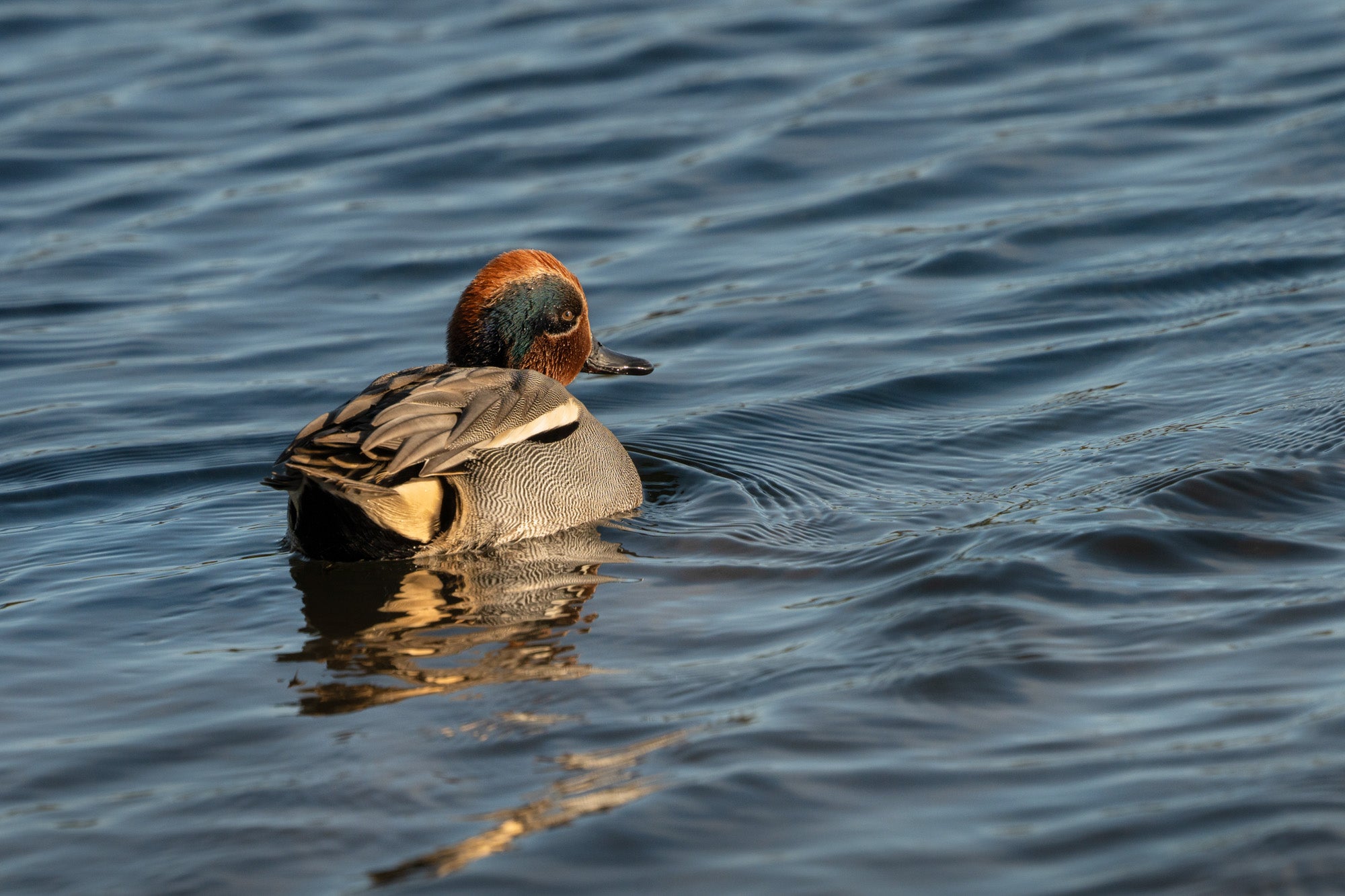 Full width image