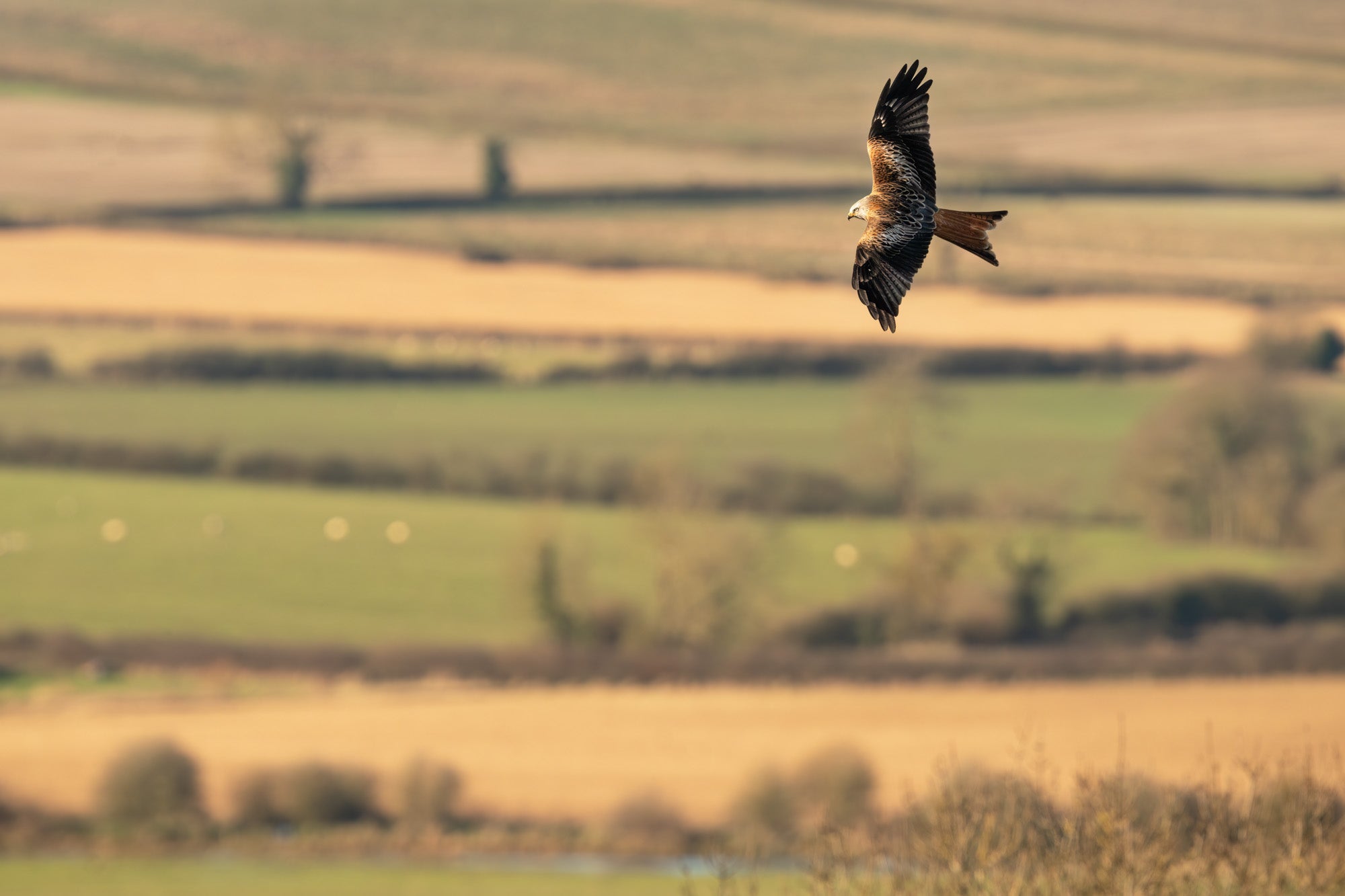 Full width image