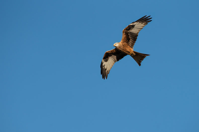 Centered Image