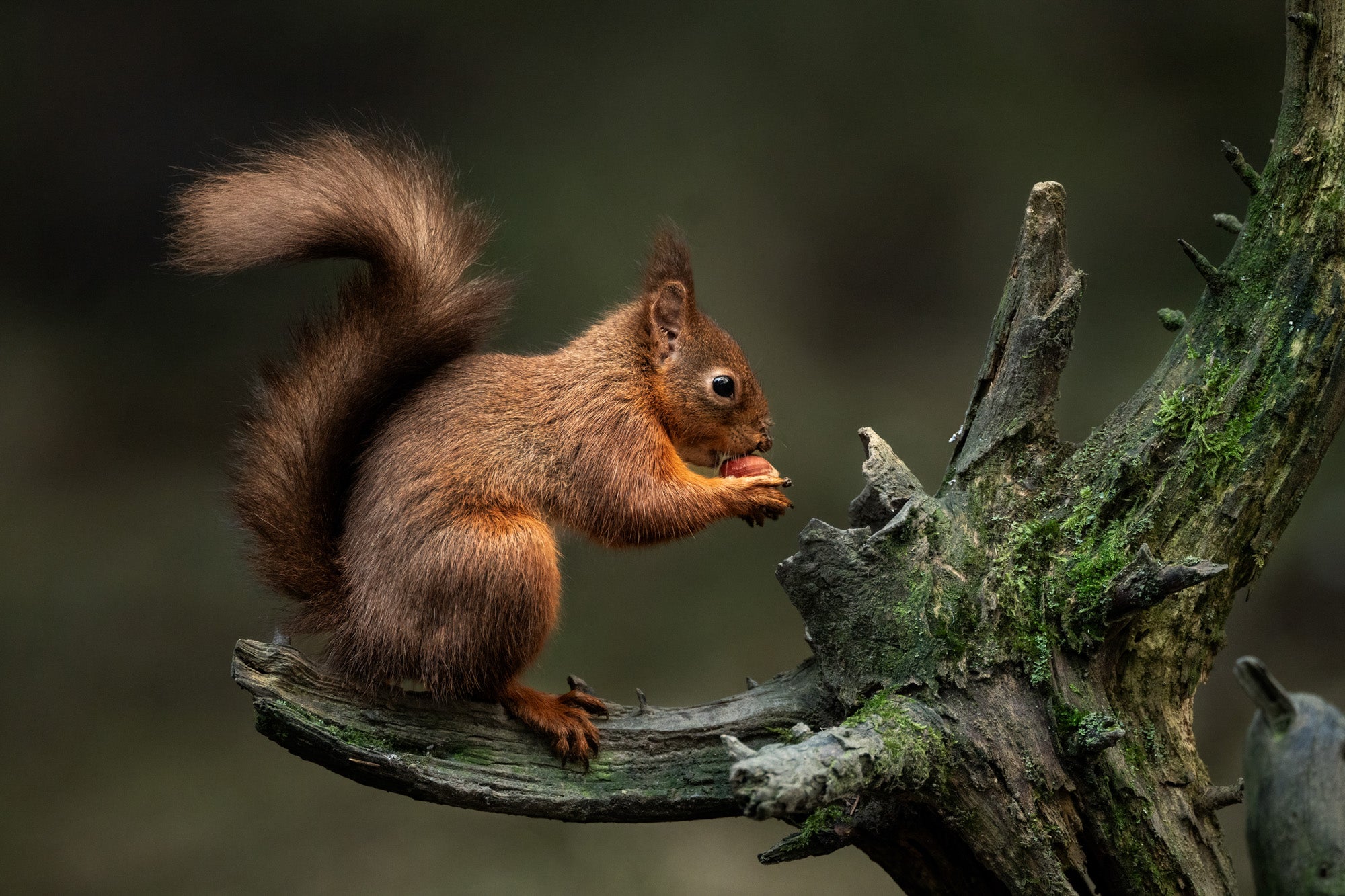 Full width image