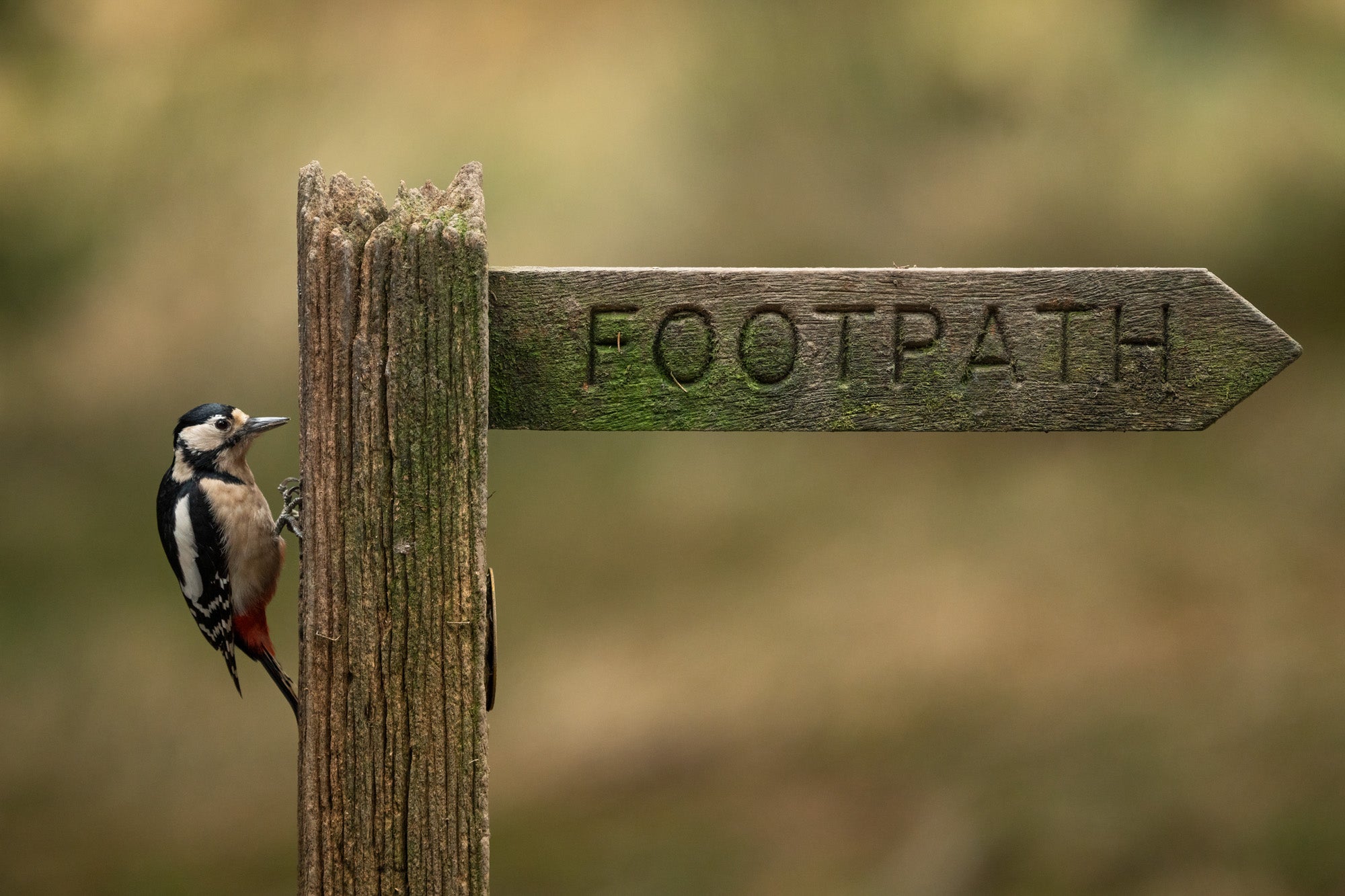 Full width image