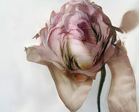 Delicate imaginary pink flower with translucent layered petals, dark vein-like details, and a slender green stem on a white background.
