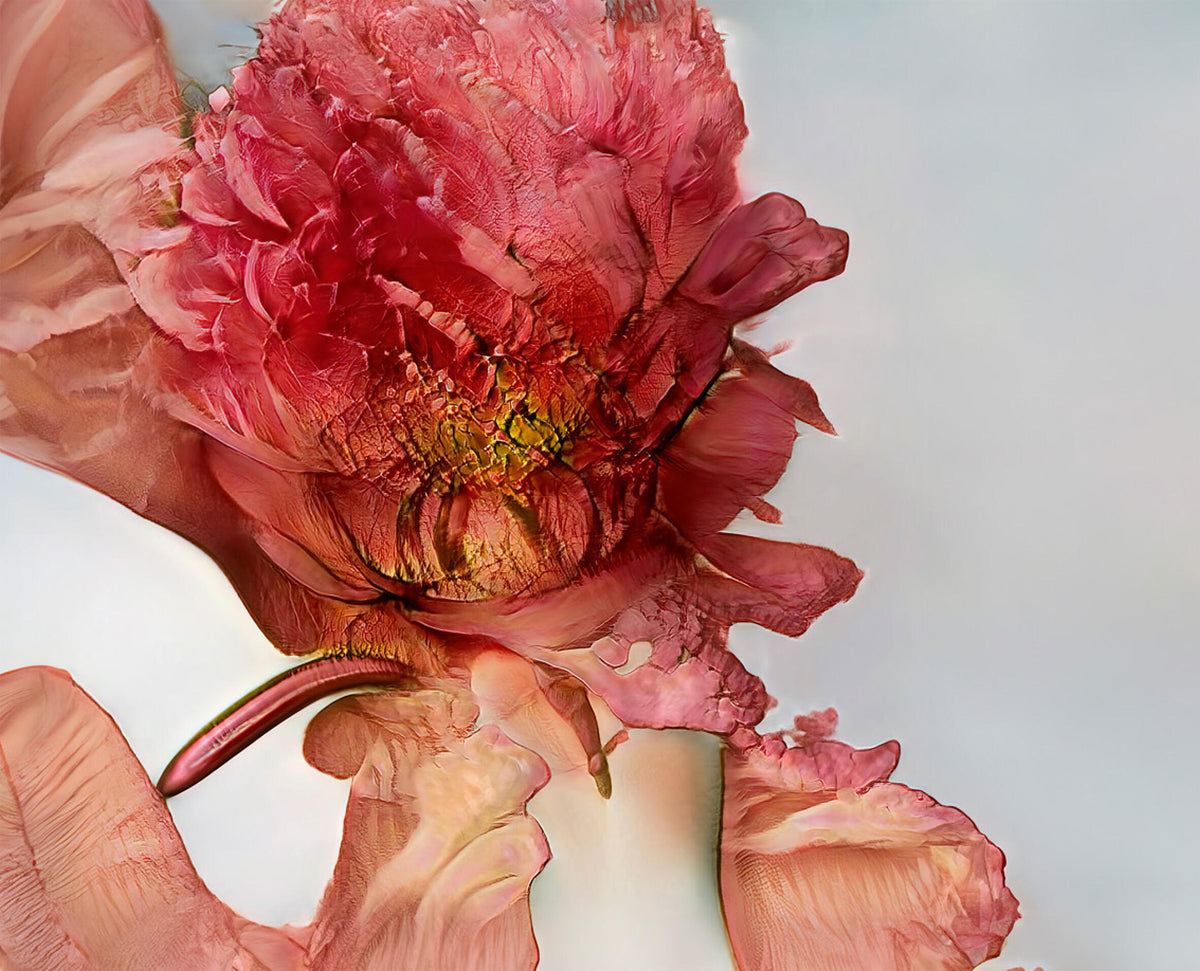 Vivid red and pink imaginary flower with intricate layered petals, golden details at its center, and fragmented petals against a pale background.