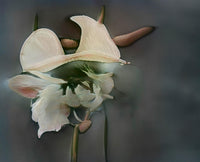 Abstract pale flower with broad sculptural petals, a dark green center, and elongated botanical forms against a charcoal-gray background.