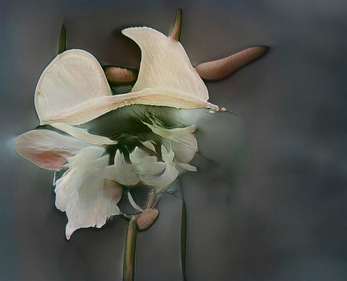 Abstract pale flower with broad sculptural petals, a dark green center, and elongated botanical forms against a charcoal-gray background.