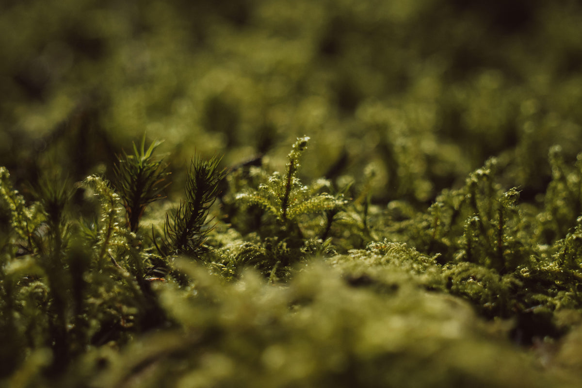 Full width image