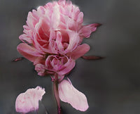 Surreal pink flower with densely folded petals and detached petal-like forms against a dark gray background.
