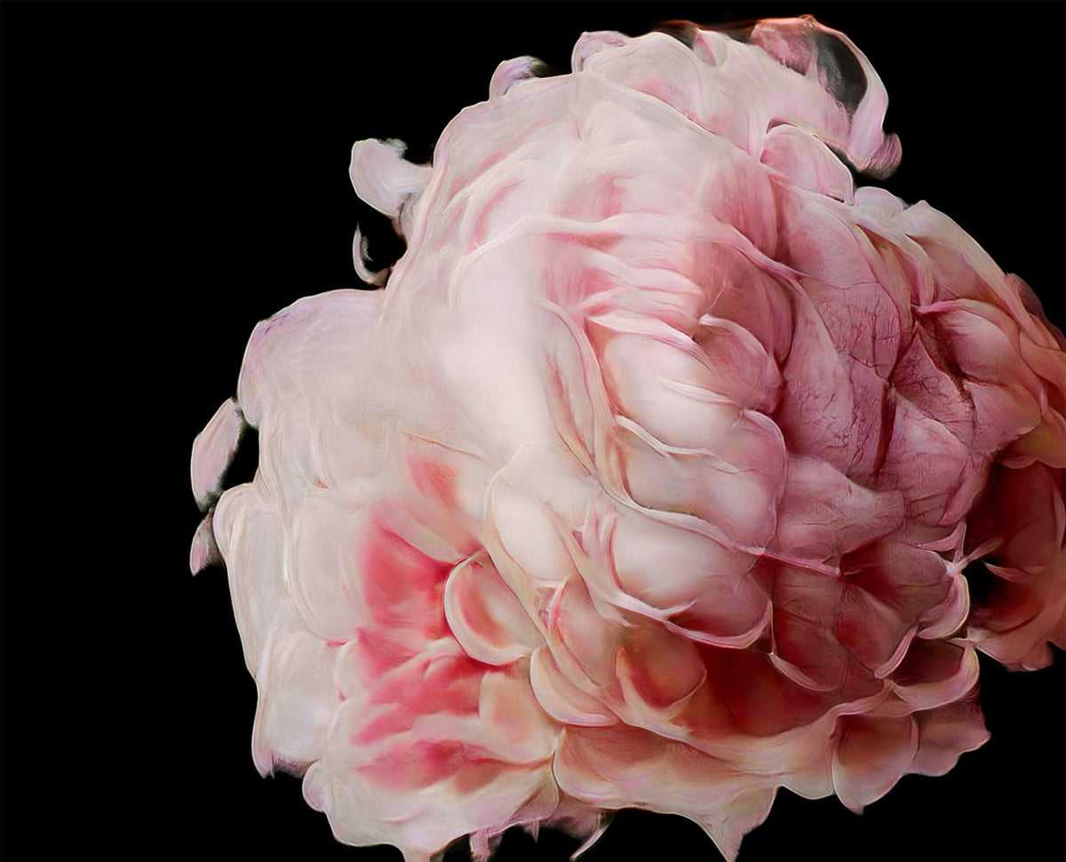 Large pale pink imaginary flower with densely layered, rounded petals emerging dramatically from a black background.
