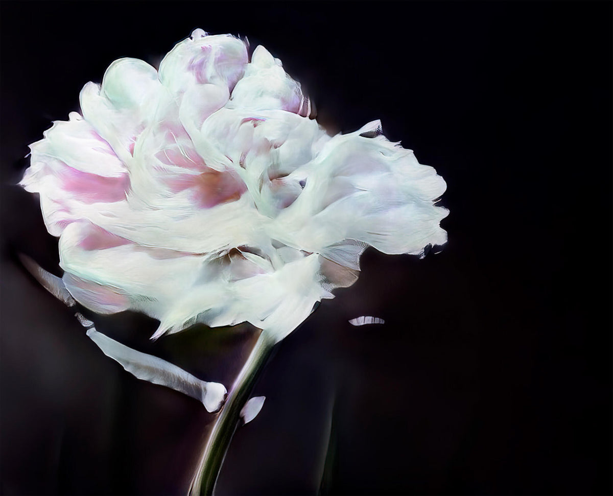 Luminous white imaginary flower with subtle pink and lavender tones on a slender stem against a deep black background.