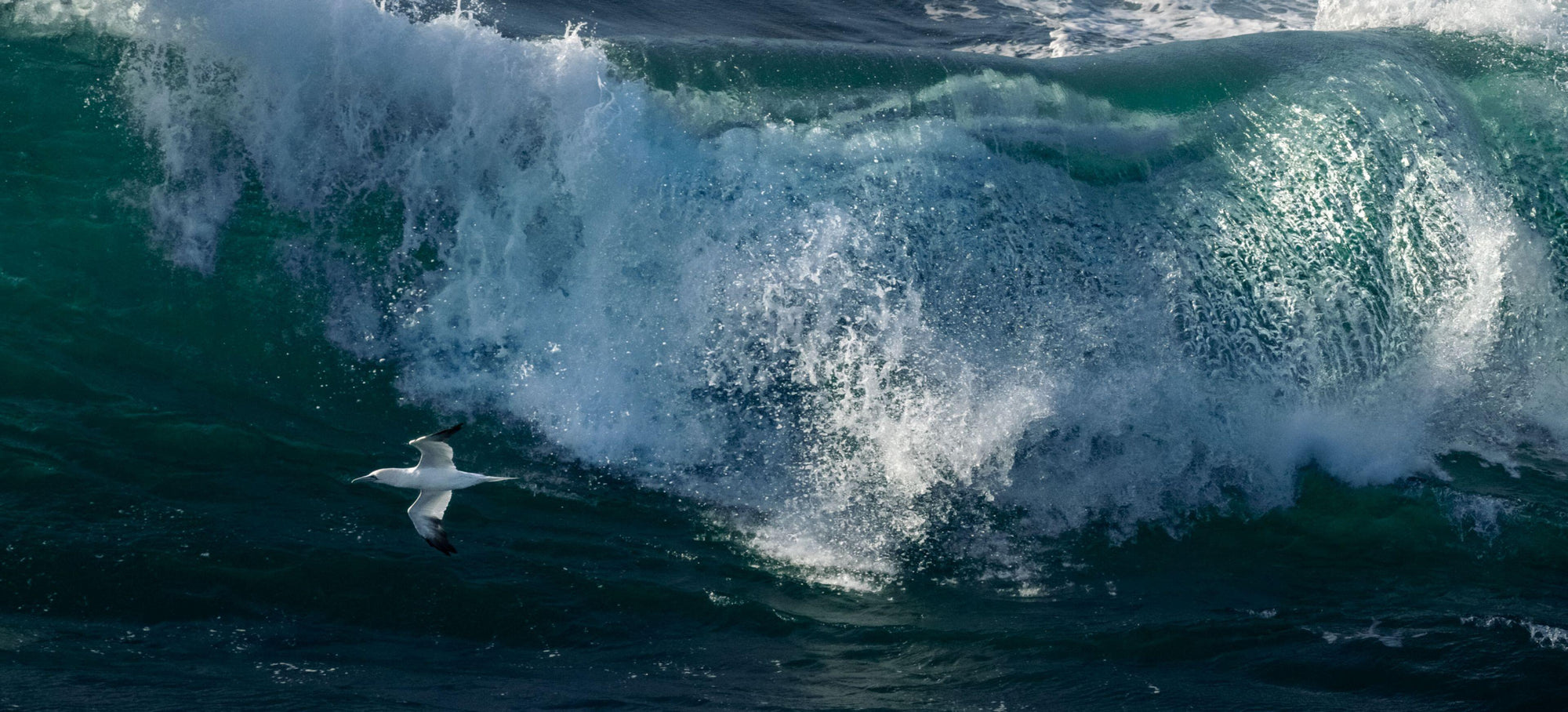 Full width image