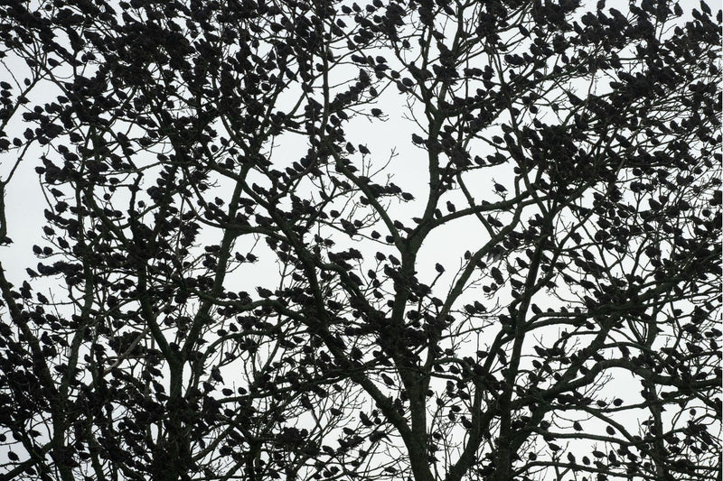 Centered Image