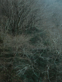 Dense woodland of bare, intertwined branches in muted blue-gray tones.