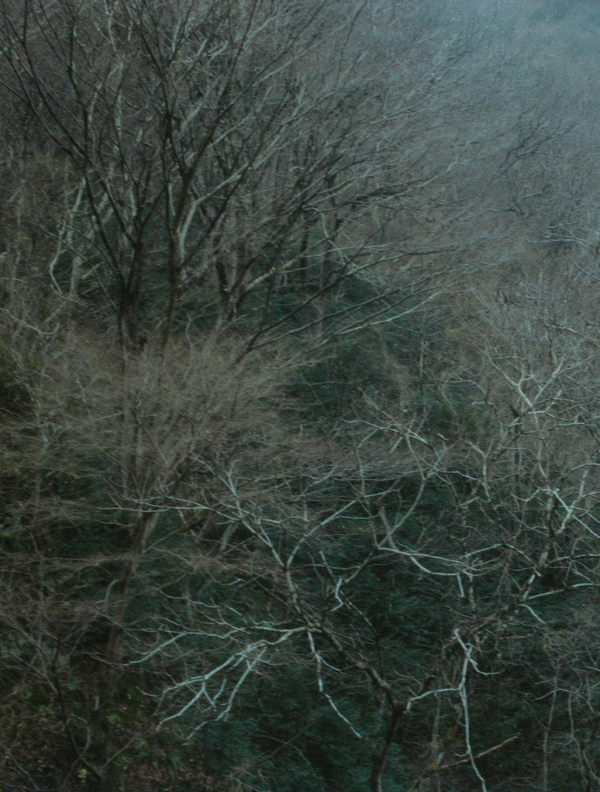 Dense woodland of bare, intertwined branches in muted blue-gray tones.
