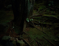 Dark forest floor covered in moss, exposed tree roots, rocks, and scattered leaves.