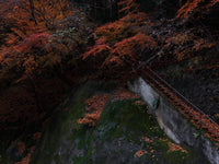 Autumn woodland with vivid orange foliage, moss-covered rock, fallen leaves, and a narrow stairway with a railing.