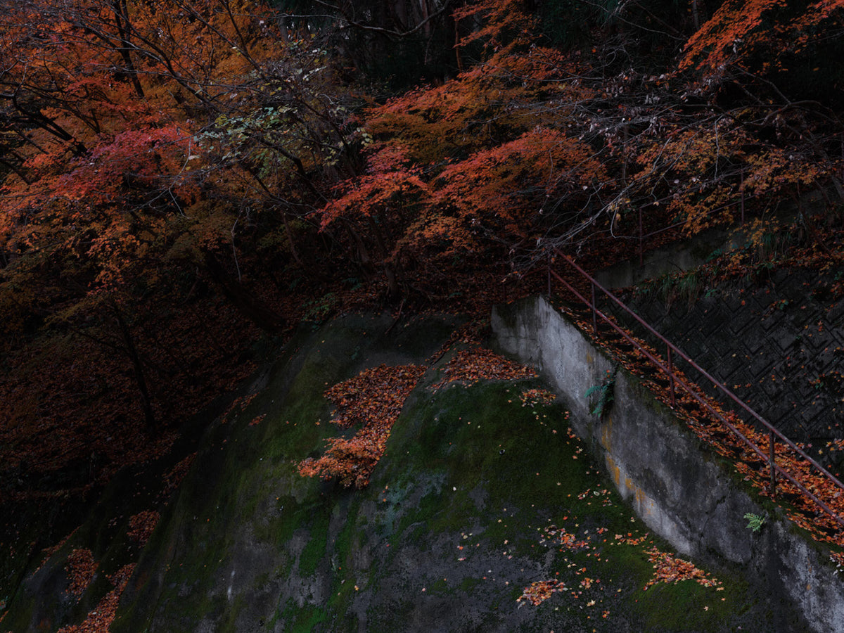 Autumn woodland with vivid orange foliage, moss-covered rock, fallen leaves, and a narrow stairway with a railing.