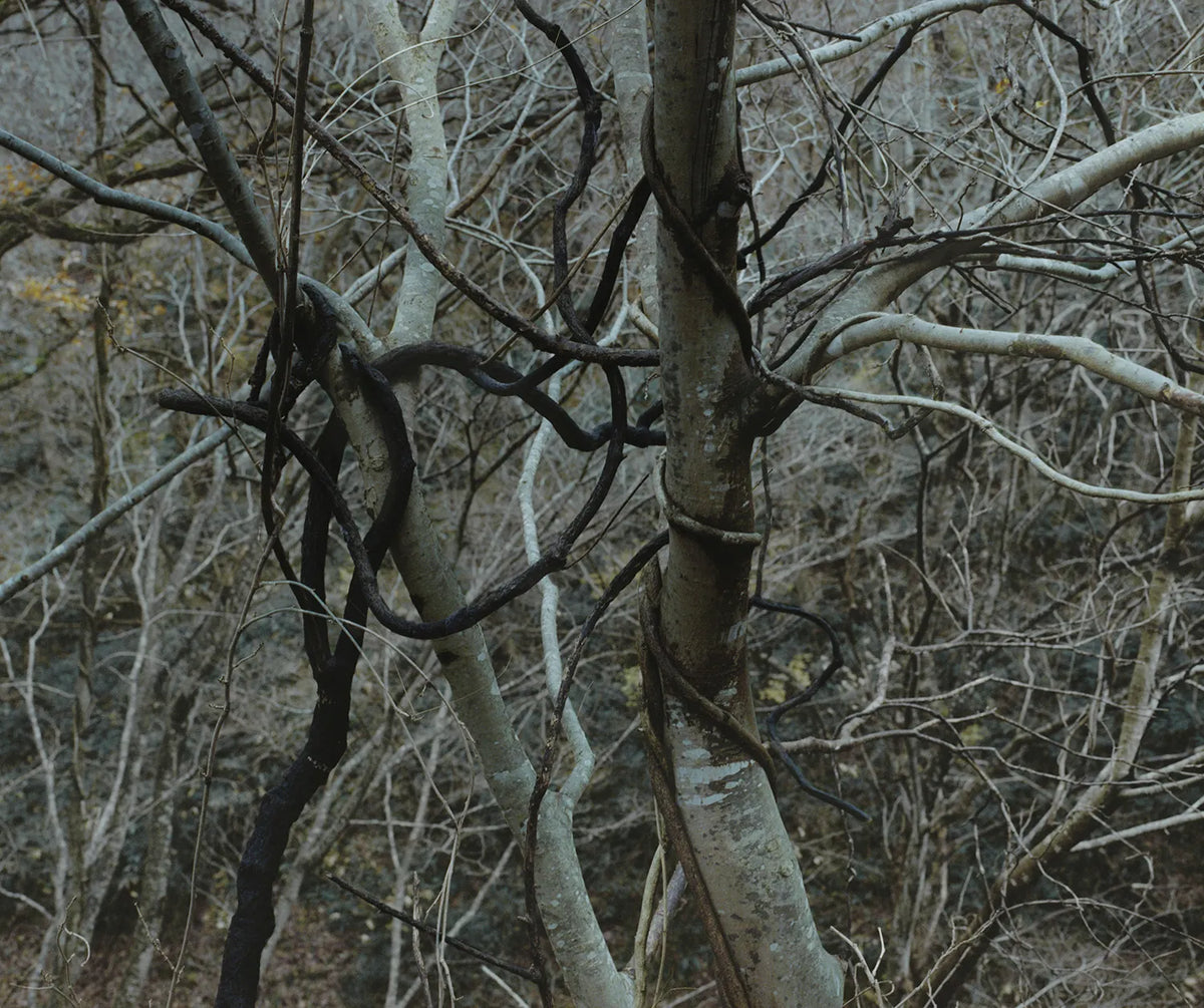 Intrico di alberi spogli e rami contorti in una fitta area boschiva ad Aizu, in Giappone.