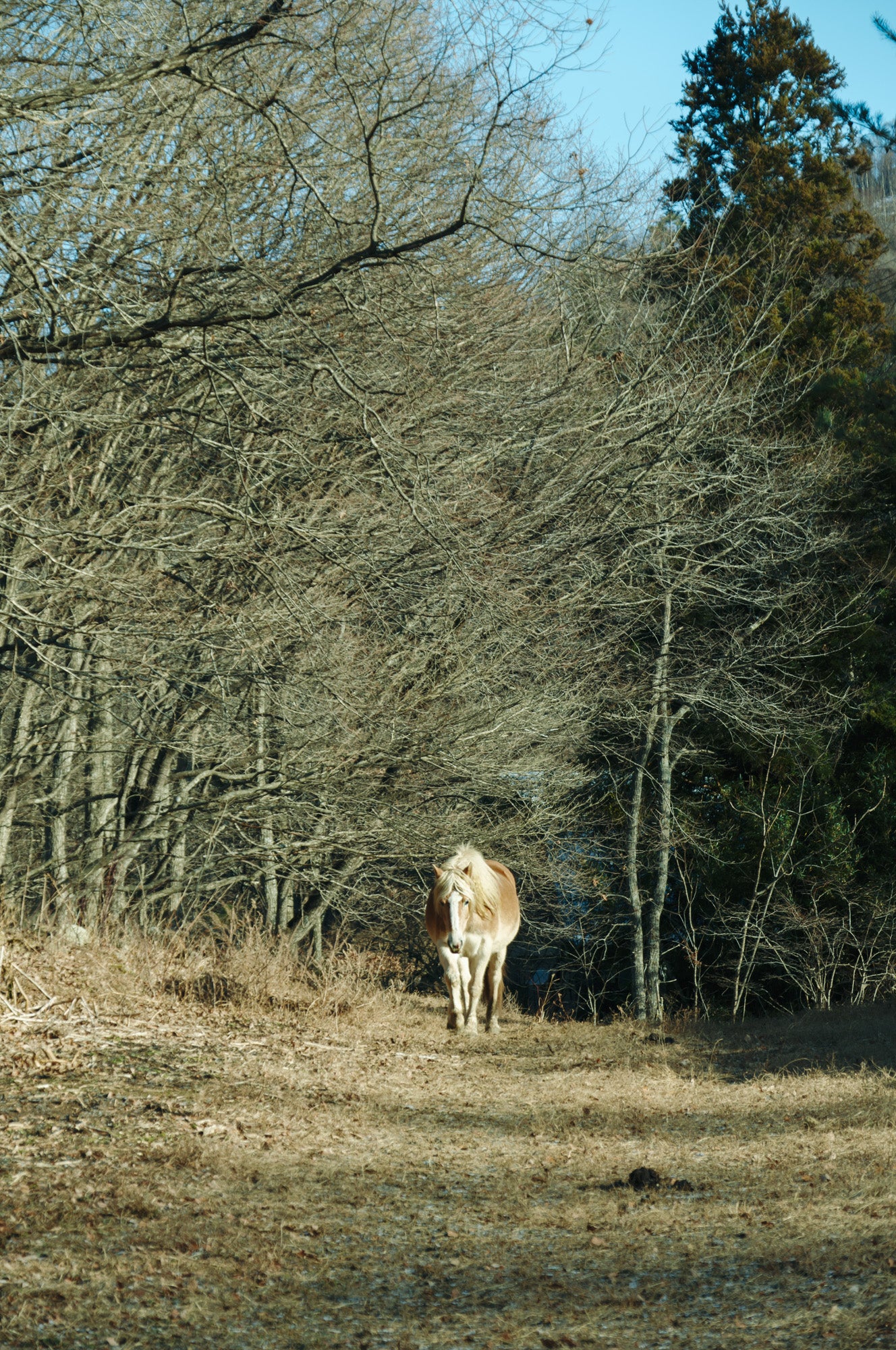 Second Image