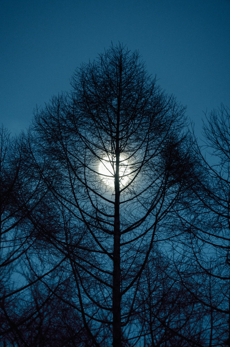 Centered Image