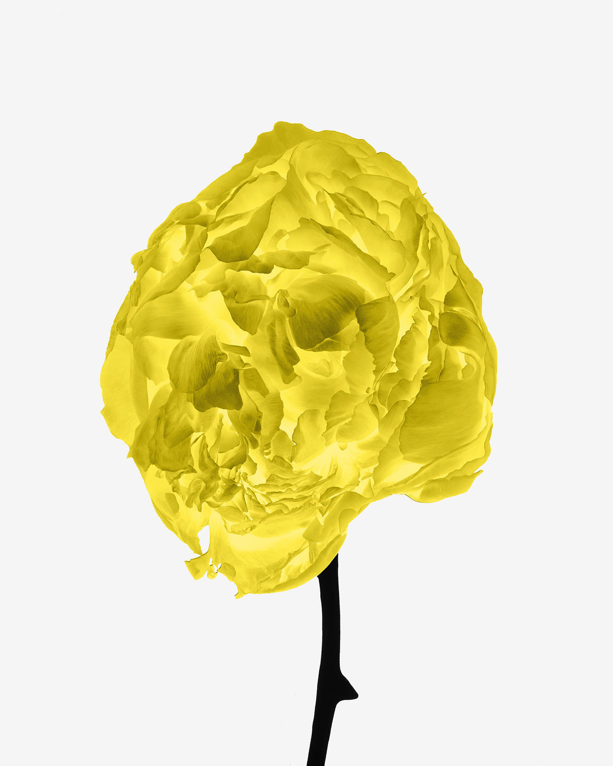 Fiore giallo dalla forma scultorea e organica, fotografato su sfondo bianco, con petali stratificati e stelo nero.