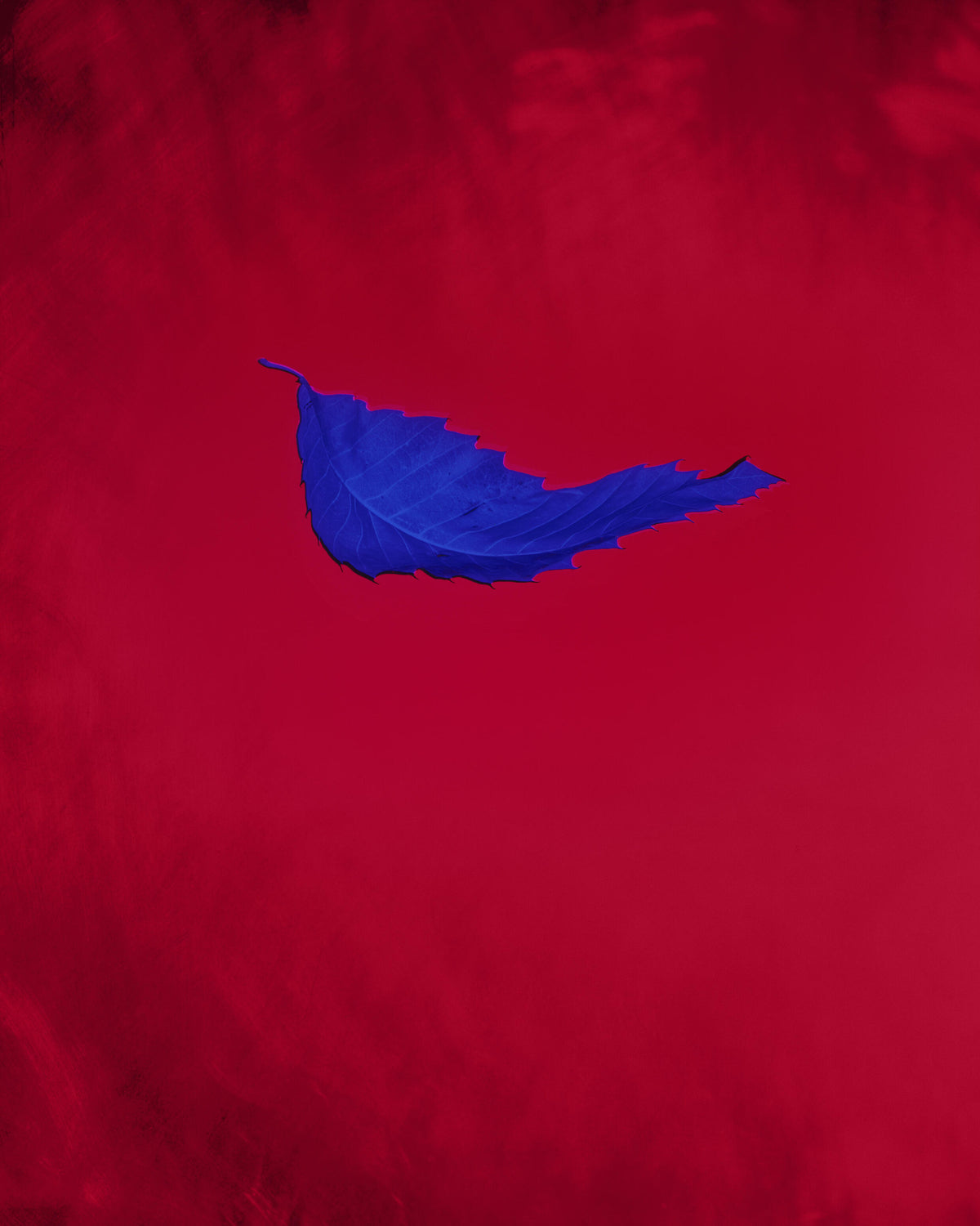 Foglia blu intenso sospesa al centro di uno sfondo rosso, in una composizione minimale dai forti contrasti cromatici.